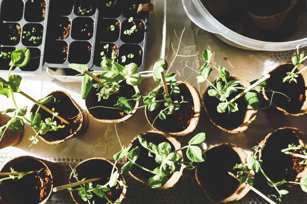 Tending the garden of educational entrepreneurship